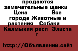 продаются замечательные щенки › Цена ­ 10 000 - Все города Животные и растения » Собаки   . Калмыкия респ.,Элиста г.